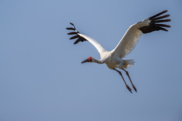 Fototapeta na wymiar Bird in flight - Siberian crane (Grus leucogeranus)