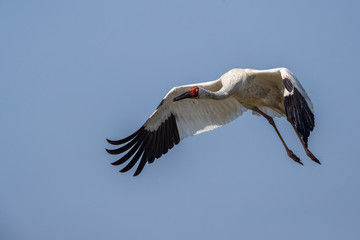 Bird in flight - Siberian crane (Grus leucogeranus)