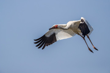 Bird in flight - Siberian crane (Grus leucogeranus)
