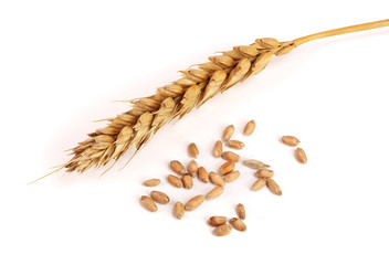 grain and ears of wheat isolated on white background. Top view