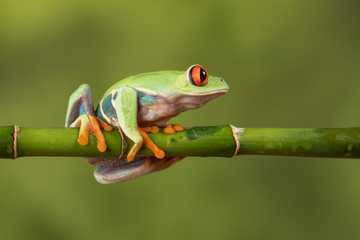 Close side view profile image of a red eyed tree frog balancing on a bamboo cane looking to the right