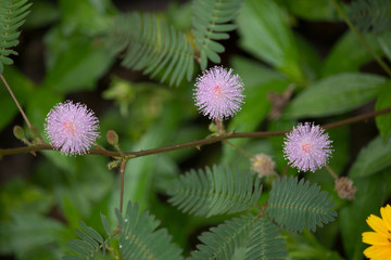 Close up pink flower of Mimosa pudica