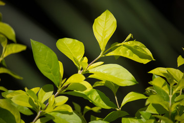 Green leaf of  Carmona retusa