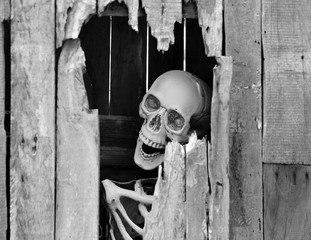 Horror of Halloween concept, skeleton in the broken wood wall. Black and white tone.