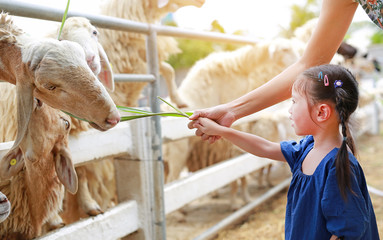 Little girl and mother feeding sheep.