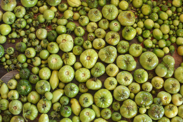 Many unripe tomatoes of green color, different sizes.