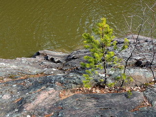 Pine on bank of canyon of Imatrankoski waterfall. Imatra, Finland