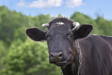 Black cow on a green summer meadow. Blurred background