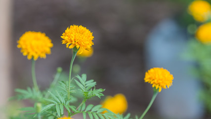 Marigold bloom in the garden. 