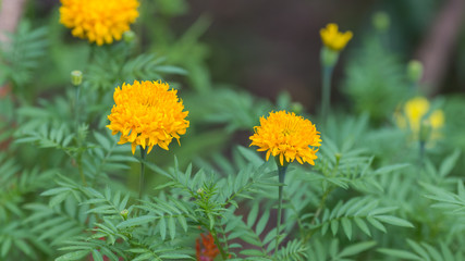 Marigold bloom in the garden. 