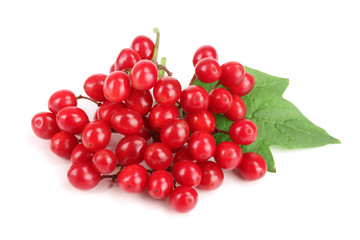 Viburnum berries with leaves isolated on white background