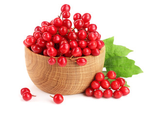 Viburnum berries with leaves isolated on white background