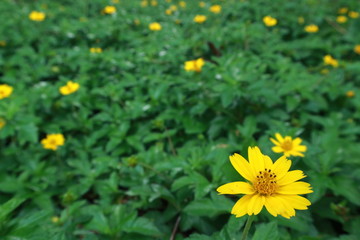 yellow flower green leaves