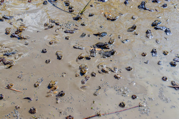 A mud pool full of frogs