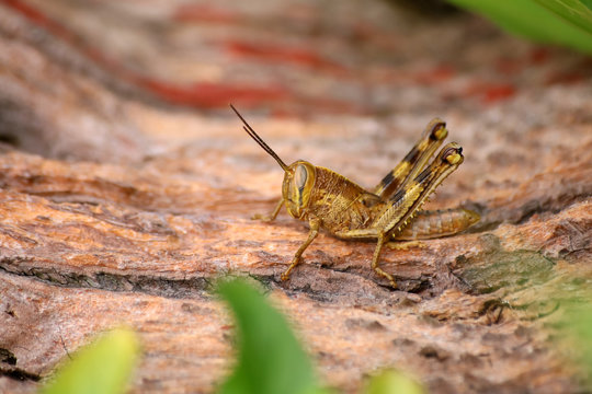 Brown grasshopper in the garden