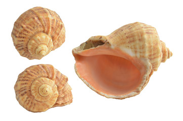 Sea shell isolated on white background