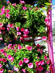 Street flower beds with pink Petunia