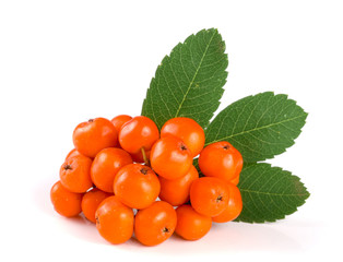 Orange rowan with leaf isolated on white background