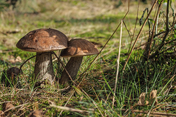 Gemeiner Birkenpilz, Leccinum scabrum