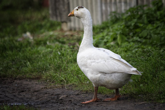 White goose standing on green grass