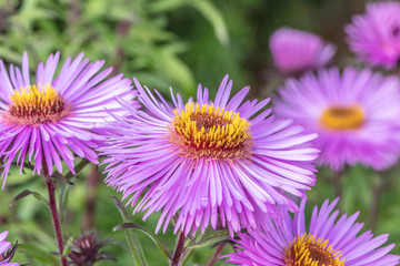 Obraz premium winterastern