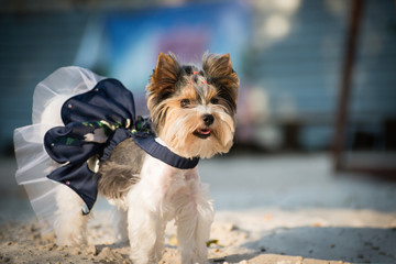 og in beautiful clothes on the beach in a summer sunny day