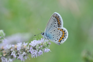Fototapeta na wymiar Silver-studded Blue butterfly on mint flower. Plebejus argus butterfly in nature 