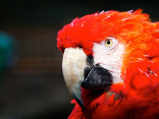 Perroquet © photoloulou91