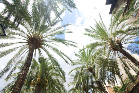 Coconut palm tree on blue sky background.