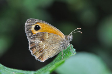 Gatekeeper butterfly in nature. Pyronia tithonus or gatekeeper butterfly on leaf in bush
