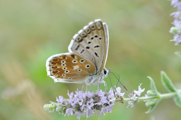 Chalkhill Blue butterfly on mint flower. Polyommatus coridon butterfly in nature
