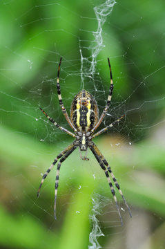 Wasp spider on the web. Big green spider in his web