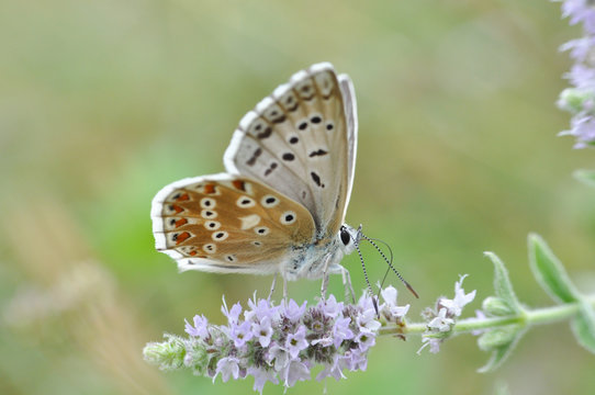 Chalkhill Blue butterfly on mint flower. Polyommatus coridon butterfly in nature
