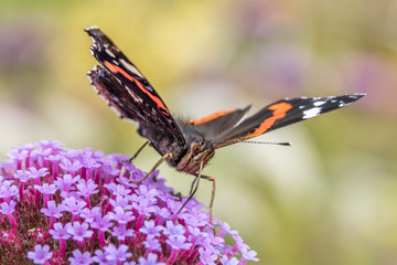 Schmetterling auf herbstblüte