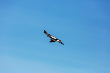 Condor