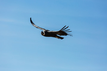 Condor