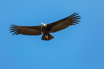 Condor