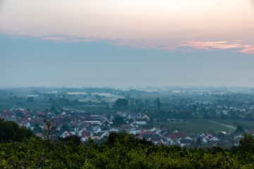 Weinberg im Morgendunst