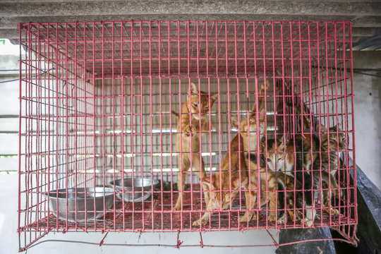 Cat in a cage