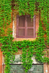 Fototapeta na wymiar Window on the old building in Rome, covered by ivy.