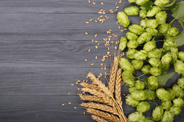 Fresh green hop cones with ears of wheat on black wooden background. Top view with copy space for...