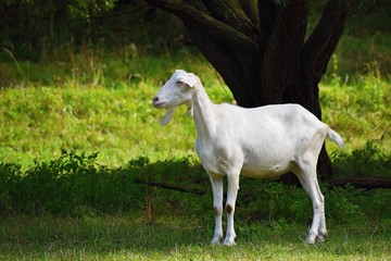 Obraz na płótnie Canvas Beautiful white goat on pasture