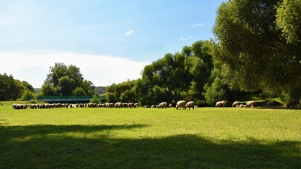 Herd of sheep on grazing