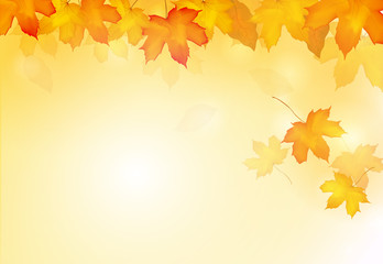 Falling autumn maple leaves background