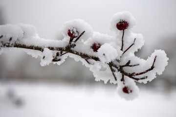 die Früchte der Rose mit Schnee