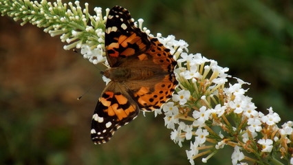 Orange Butterfly on Flower