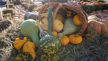 Pumpkin 