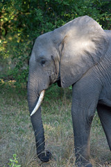 Fototapeta na wymiar Portrait of an African Elephant with a nice ivory tusk with a natural bush background