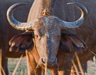 African Cape Buffao looking at camera with an ox pecker perched on it's head directly between it's horns