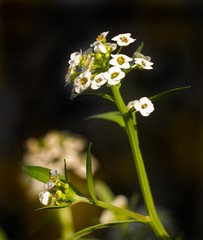 Tiny White Verbena flowers on a green stem with a dark background